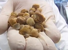 cancer fighting blushwood berries